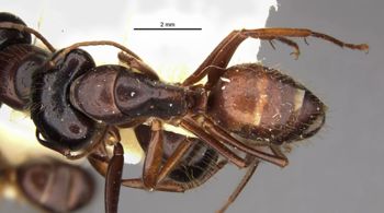 Media type: image;   Entomology 9218 Aspect: habitus dorsal view
